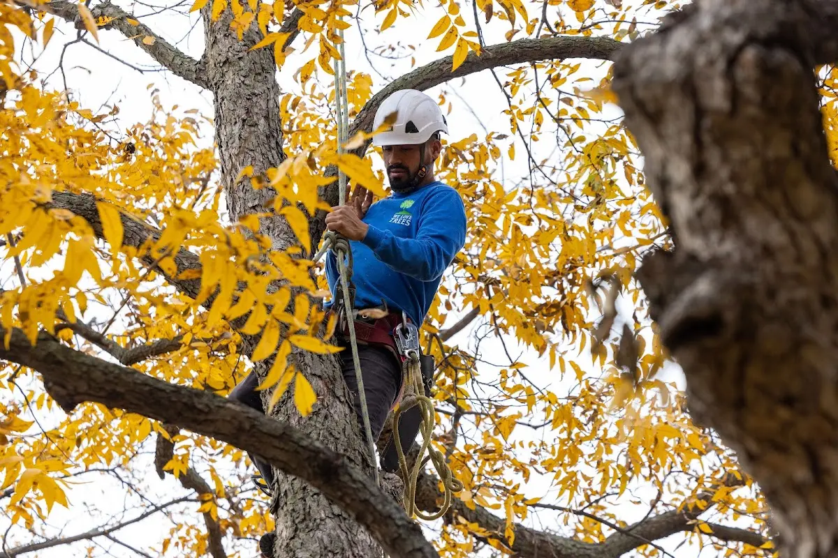 Skilled Tree Transplanting crew working in Cory